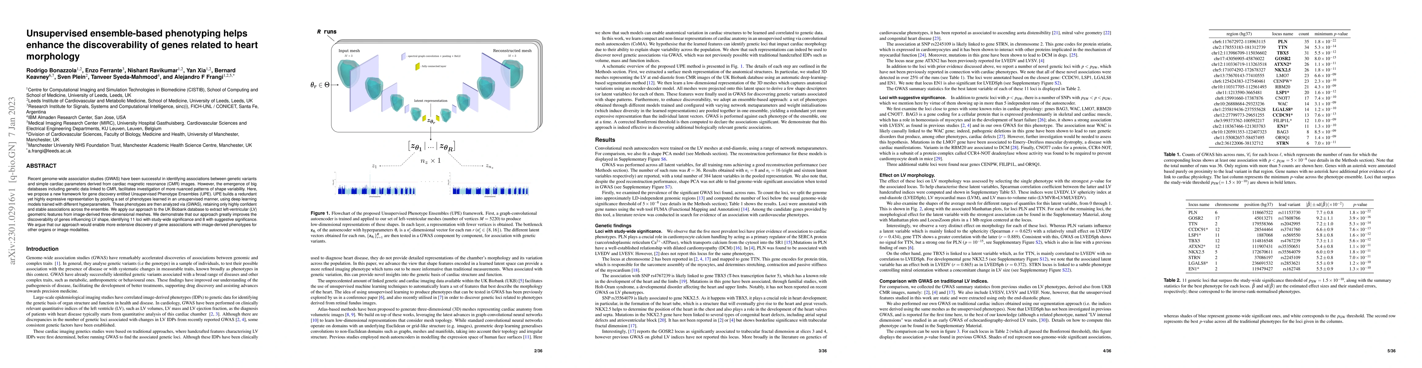 Thumbnail for Unsupervised ensemble-based phenotyping helps enhance the
  discoverability of genes related to heart morphology