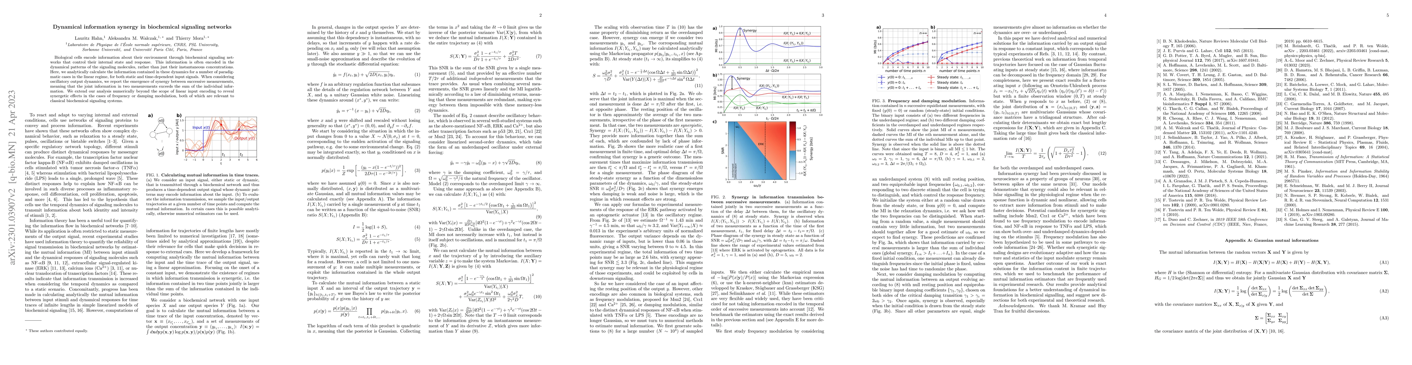 Thumbnail for Dynamical information synergy in biochemical signaling networks