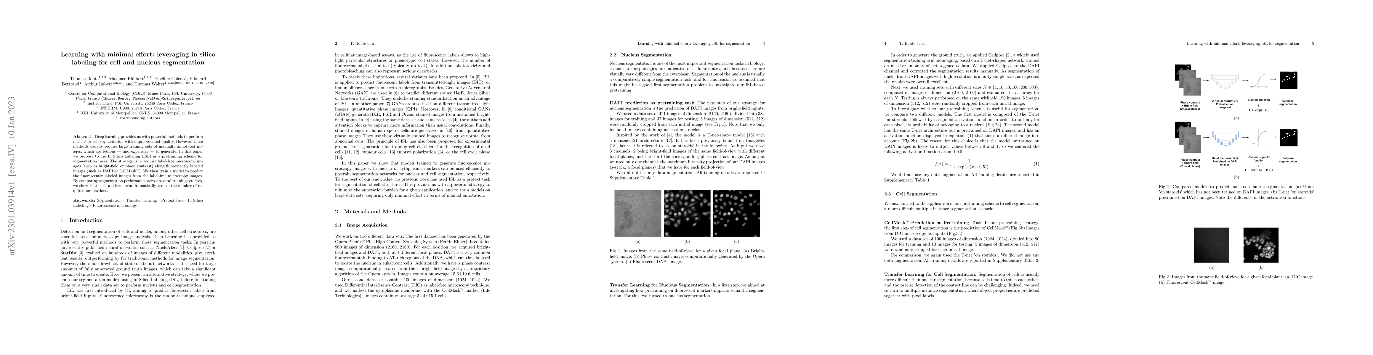 Thumbnail for Learning with minimal effort: leveraging in silico labeling for cell and
  nucleus segmentation