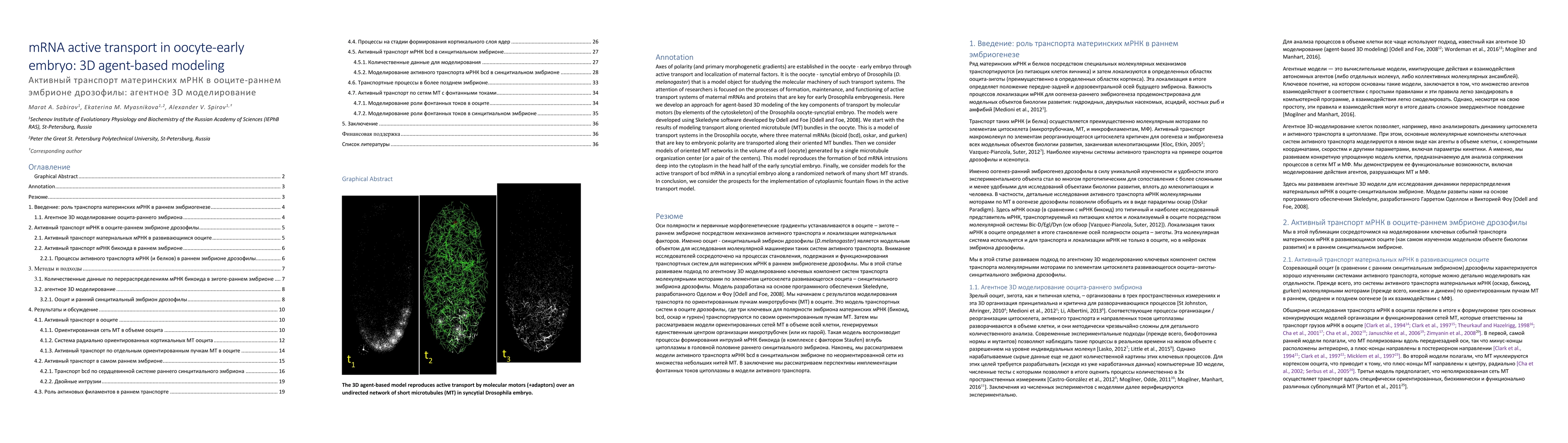Thumbnail for mRNA active transport in oocyte-early embryo: 3D agent-based modeling