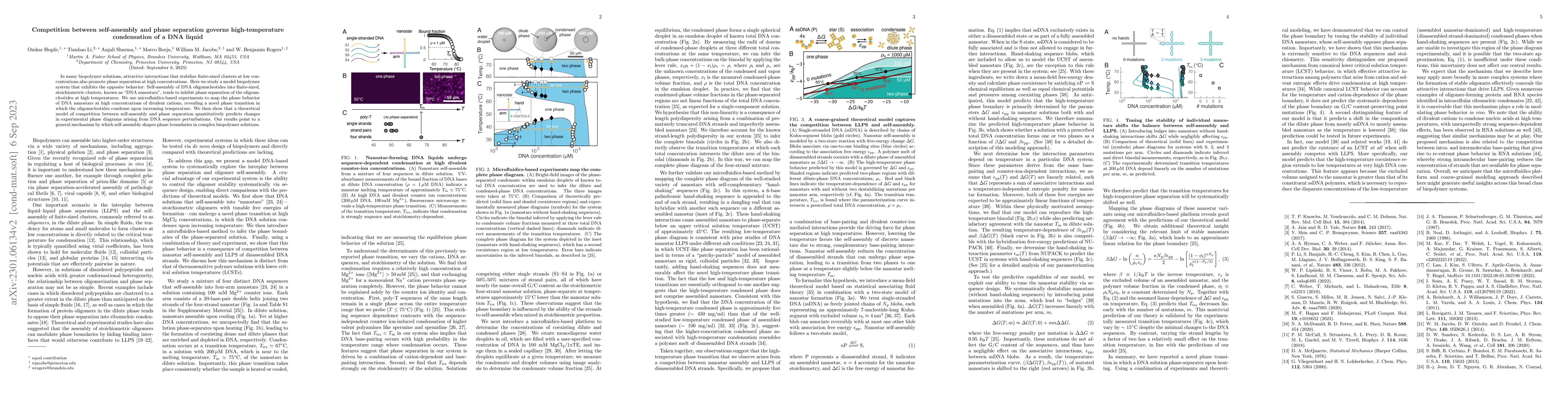 Thumbnail for Competition between self-assembly and phase separation governs
  high-temperature condensation of a DNA liquid