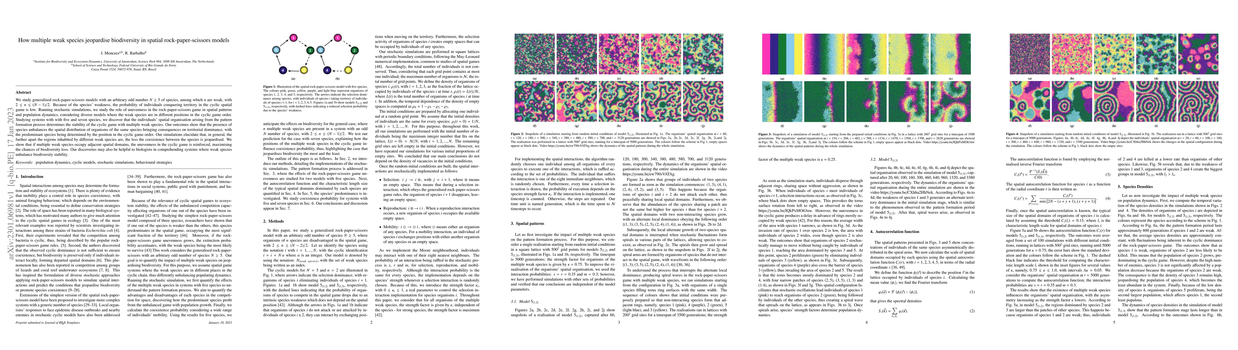 Thumbnail for How multiple weak species jeopardise biodiversity in spatial
  rock-paper-scissors models