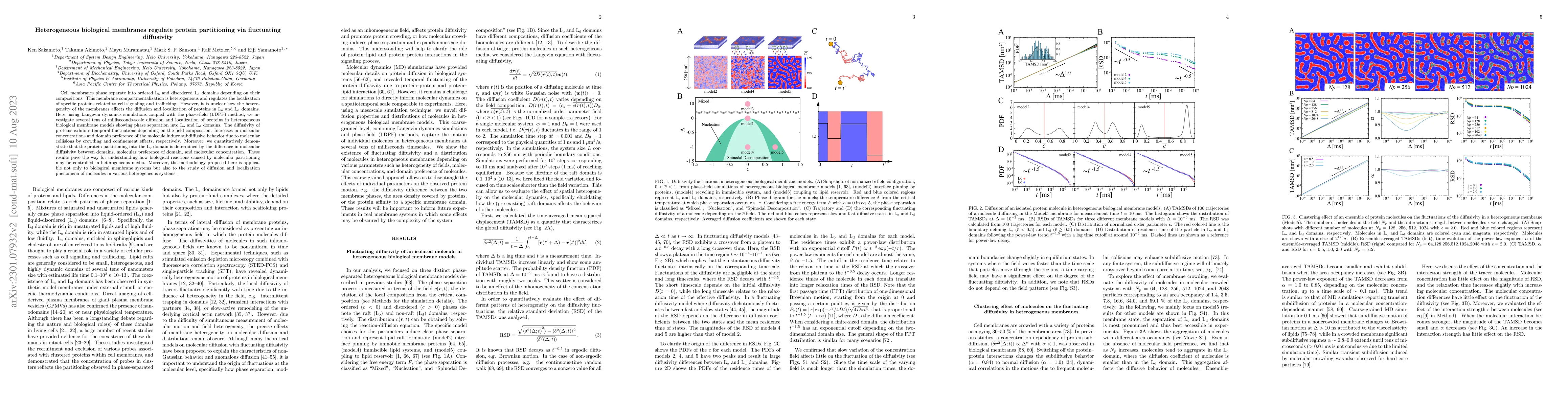 Thumbnail for Heterogeneous biological membranes regulate protein partitioning via
  fluctuating diffusivity