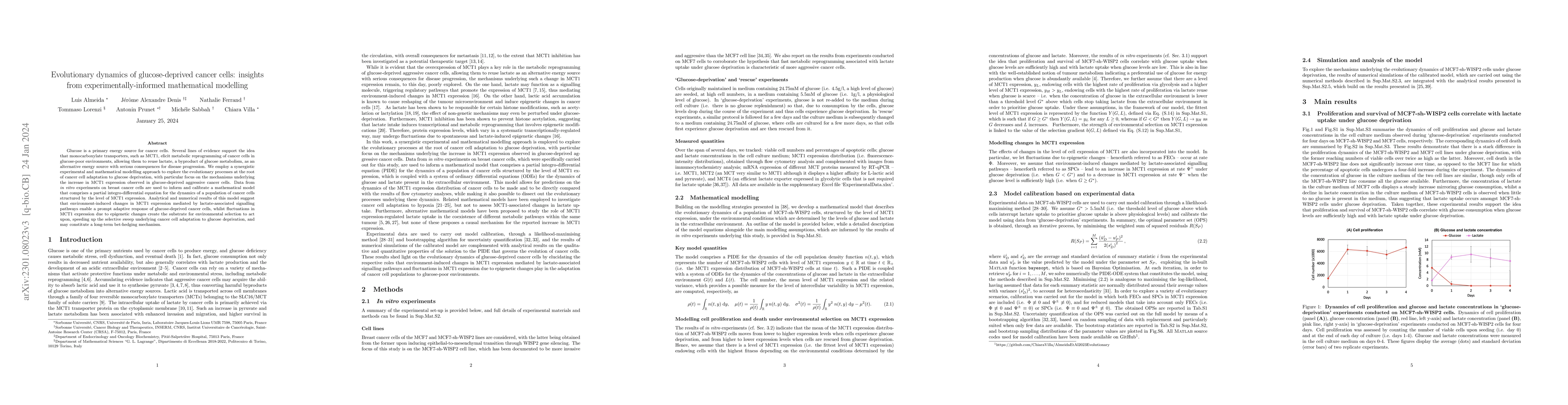 Thumbnail for Evolutionary dynamics of glucose-deprived cancer cells: insights from
  experimentally-informed mathematical modelling