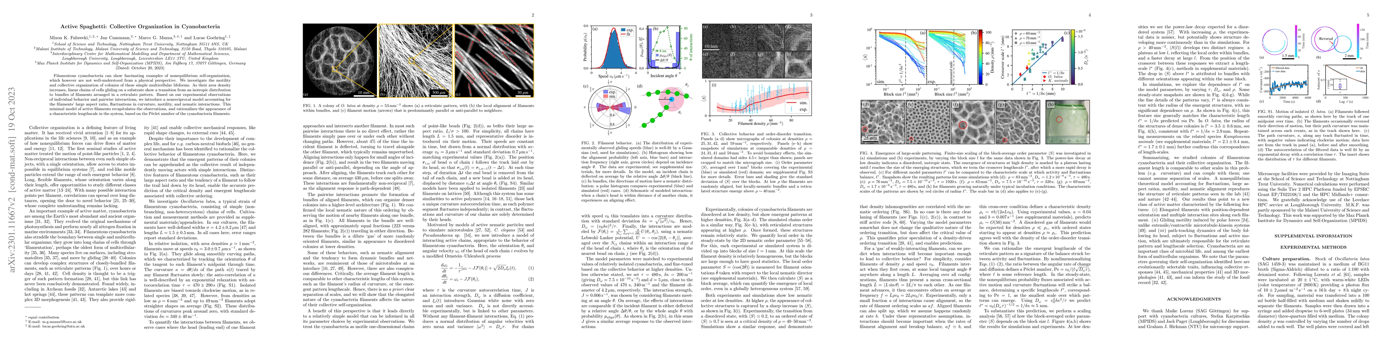 Thumbnail for Active Spaghetti: Collective Organization in Cyanobacteria