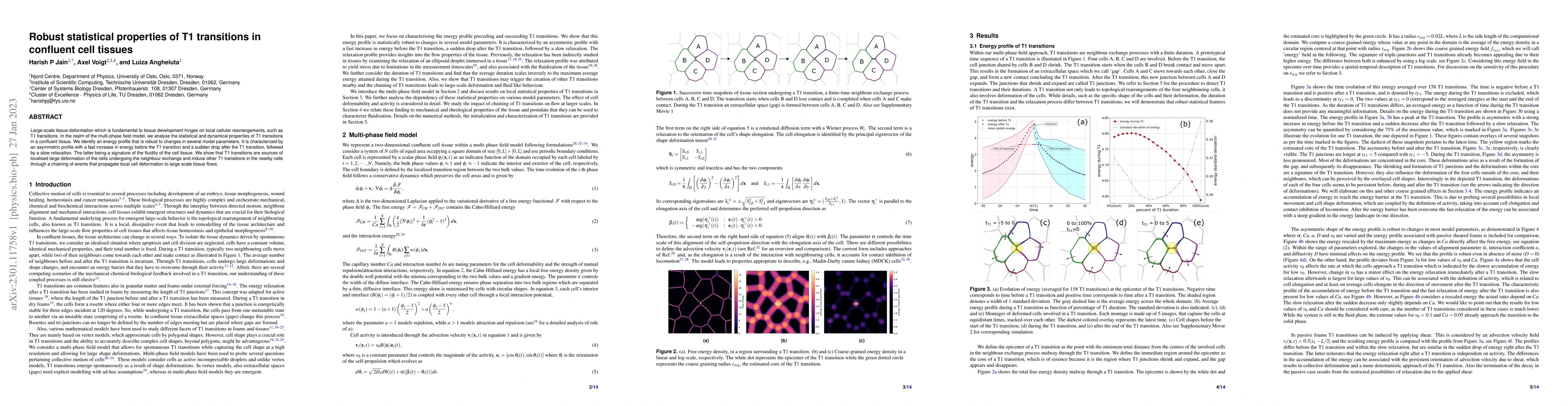 Thumbnail for Robust statistical properties of T1 transitions in confluent cell
  tissues