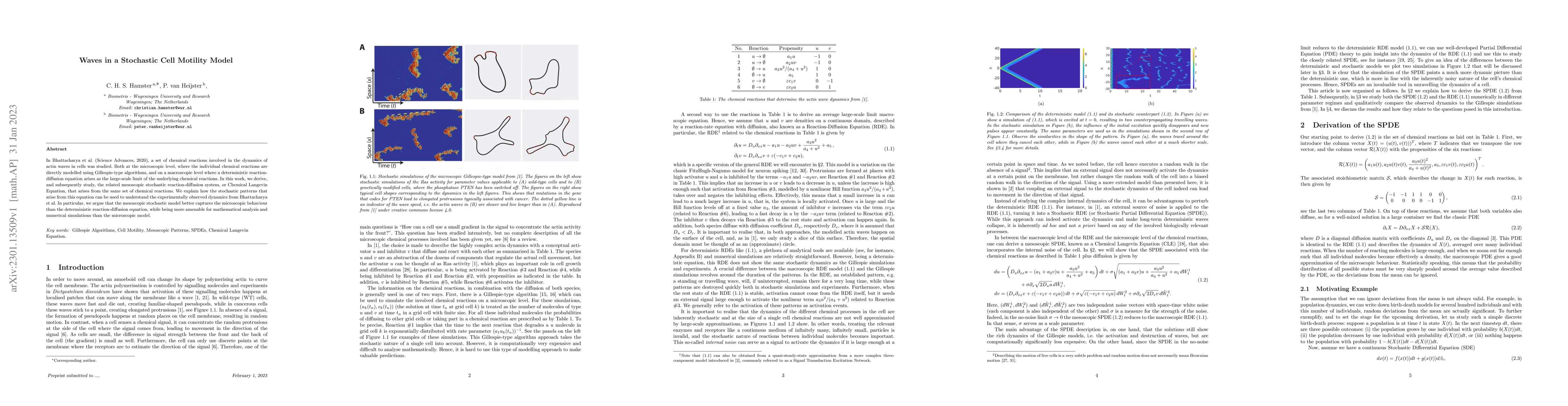 Thumbnail for Waves in a Stochastic Cell Motility Model