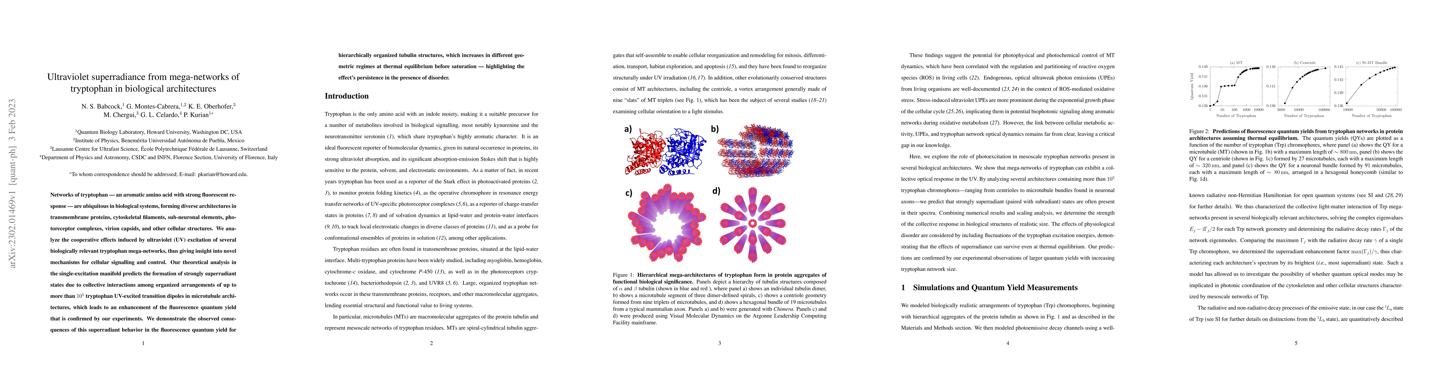 Thumbnail for Ultraviolet superradiance from mega-networks of tryptophan in biological
  architectures