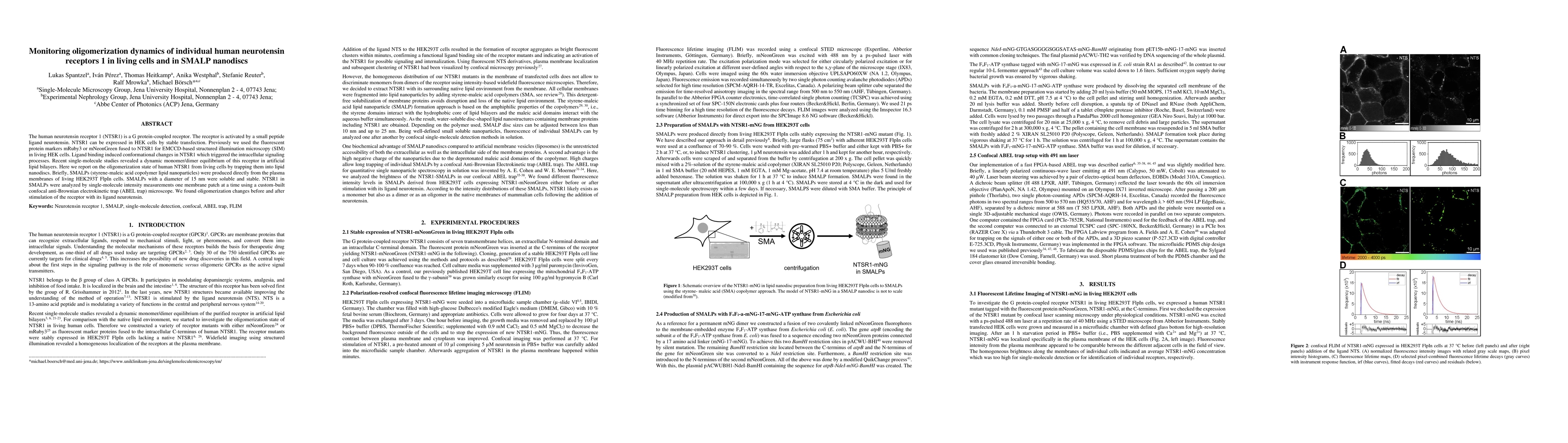 Thumbnail for Monitoring oligomerization dynamics of individual human neurotensin
  receptors 1 in living cells and in SMALP nanodiscs