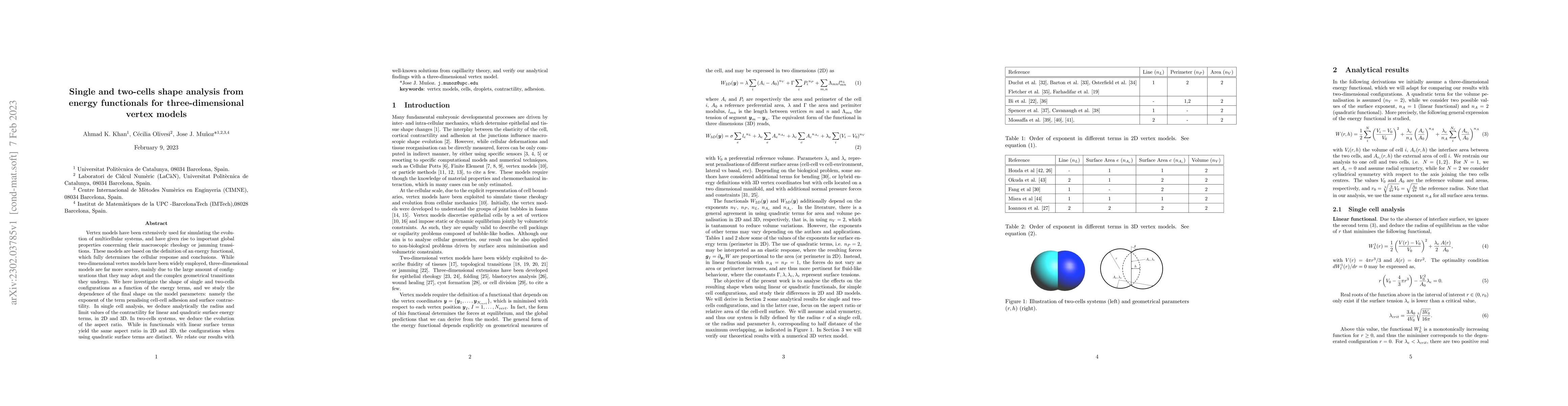 Thumbnail for Single and two-cells shape analysis from energy functionals for
  three-dimensional vertex models