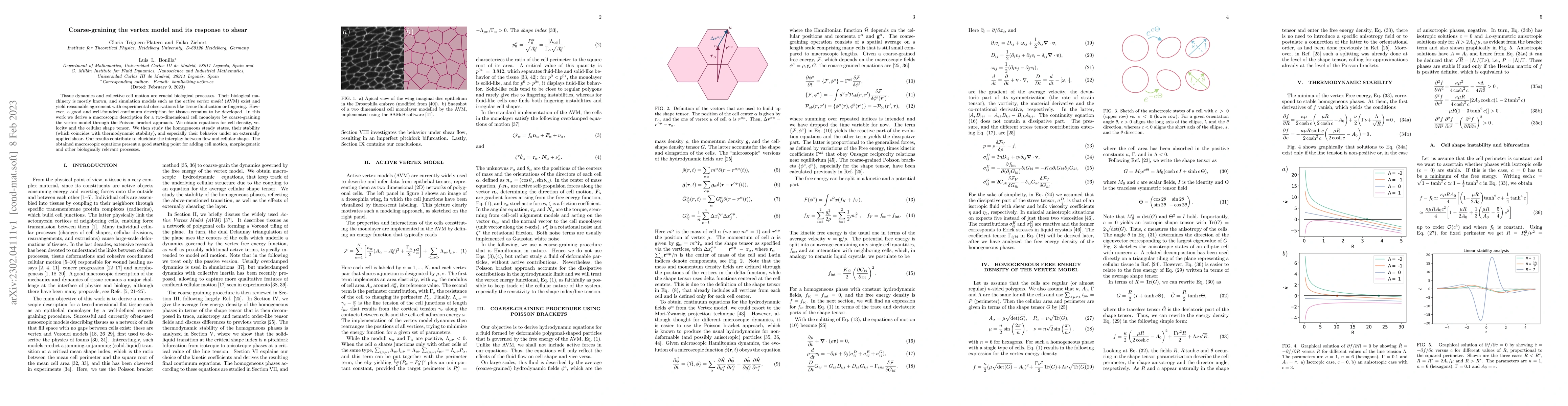Thumbnail for Coarse-graining the vertex model and its response to shear