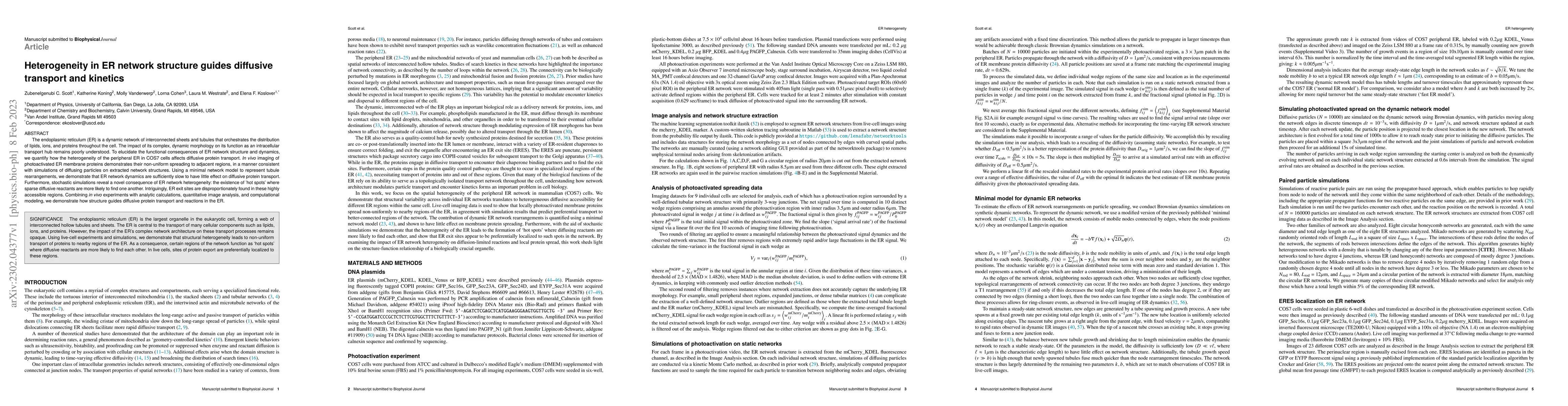 Thumbnail for ER network heterogeneity guides diffusive transport and kinetics