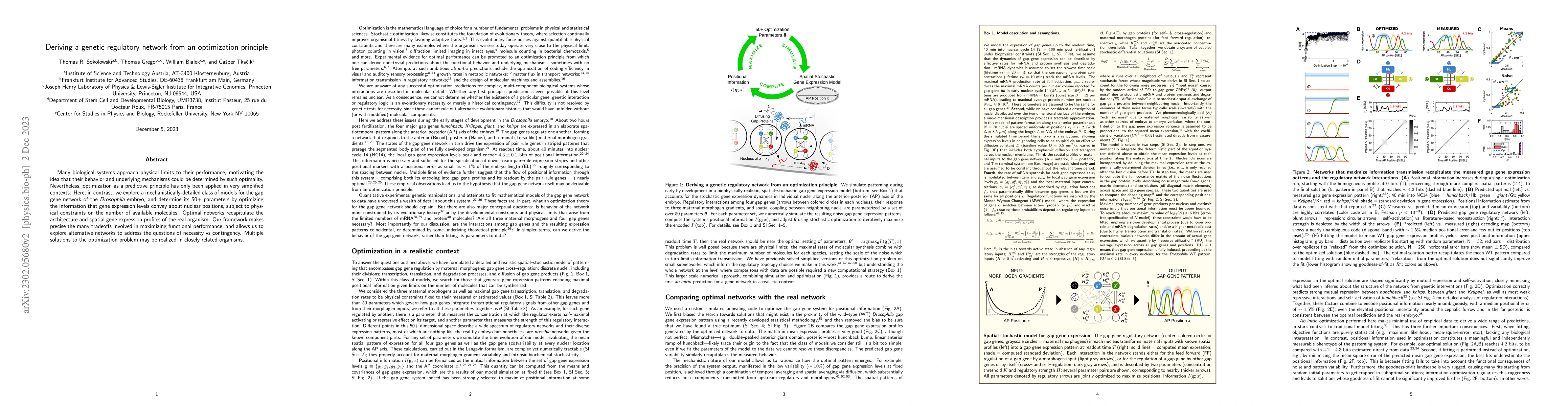 Thumbnail for Deriving a genetic regulatory network from an optimization principle