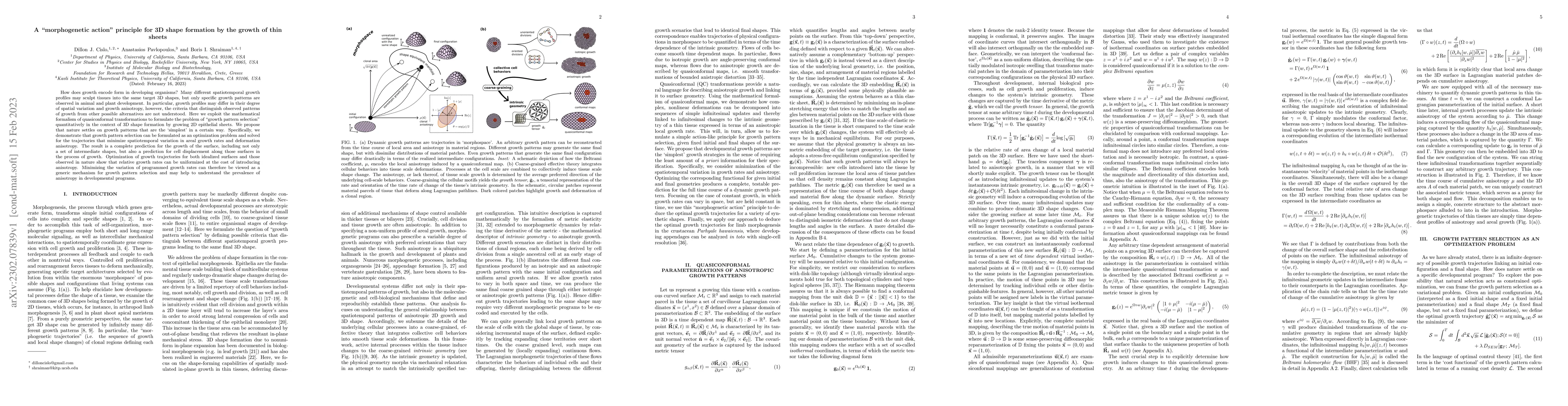 Thumbnail for A "morphogenetic action" principle for 3D shape formation by the growth
  of thin sheets
