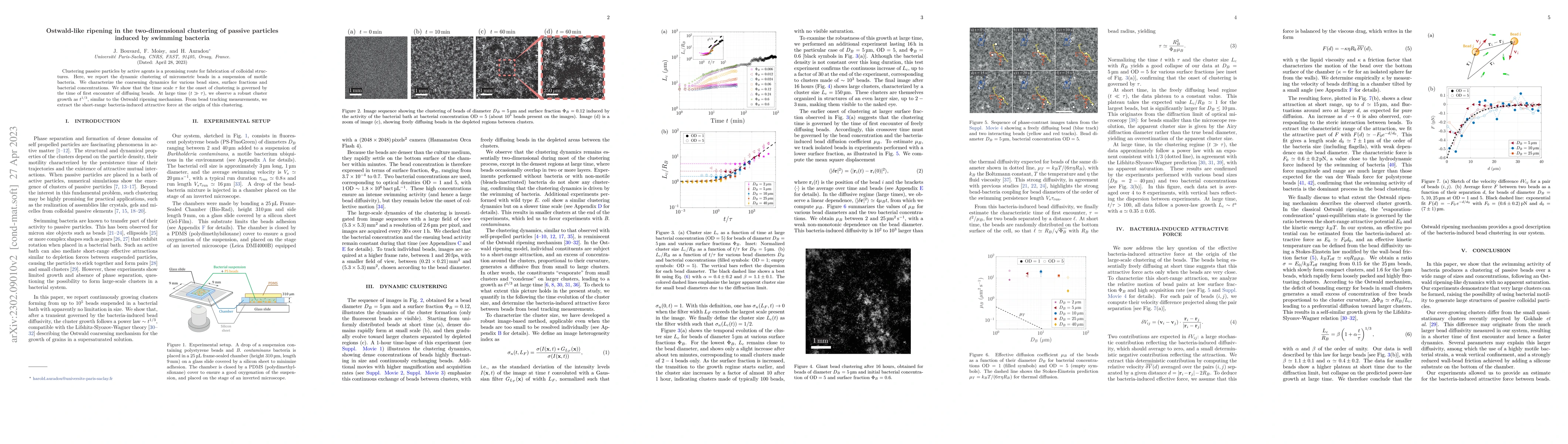 Thumbnail for Ostwald-like ripening in the two-dimensional clustering of passive
  particles induced by swimming bacteria