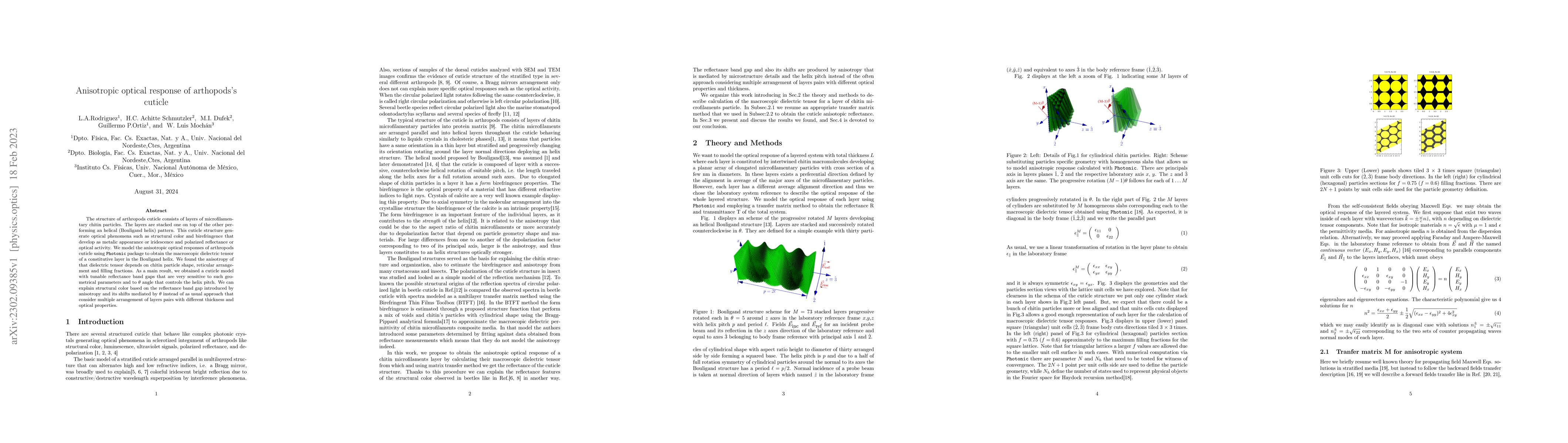 Thumbnail for Anisotropic optical response of arthopods's cuticle