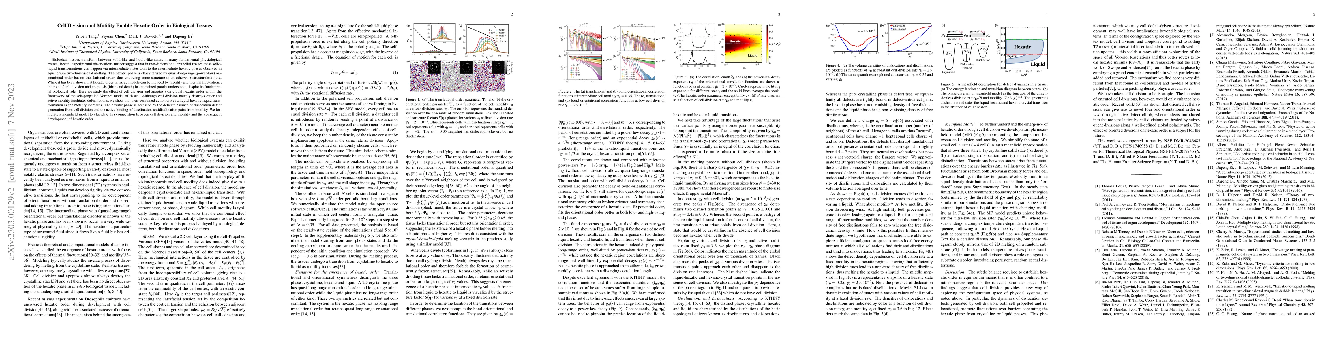 Thumbnail for Cell Division and Motility Enable Hexatic Order in Biological Tissues
