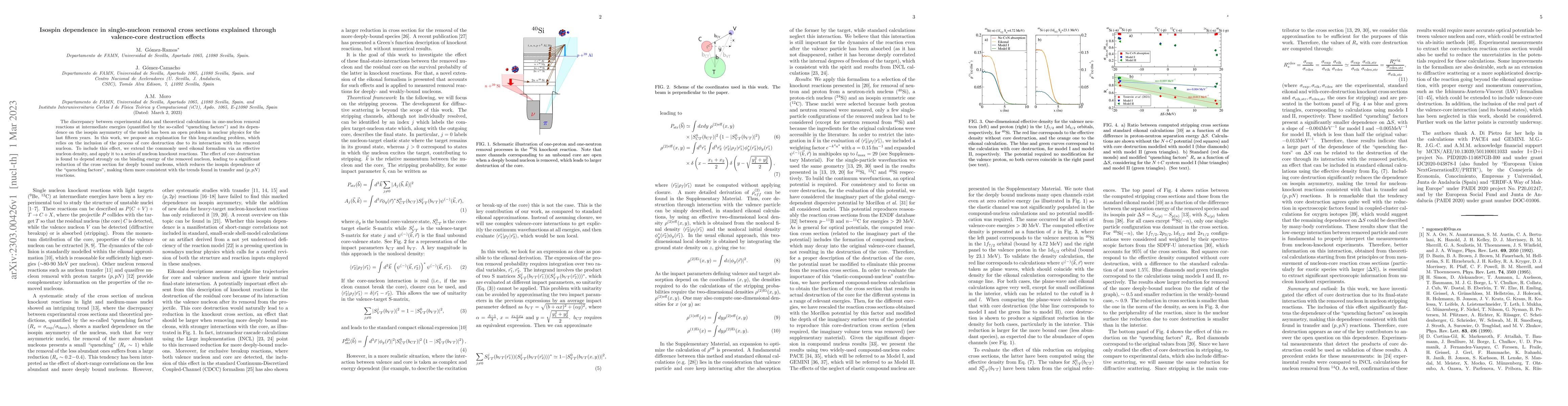 Thumbnail for Isospin dependence in single-nucleon removal cross sections explained
  through valence-core destruction effects