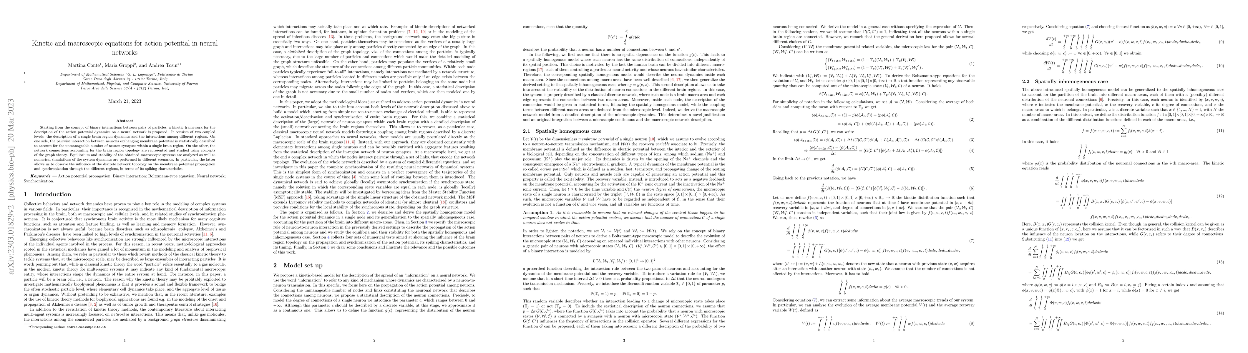 Thumbnail for Kinetic and macroscopic equations for action potential in neural
  networks