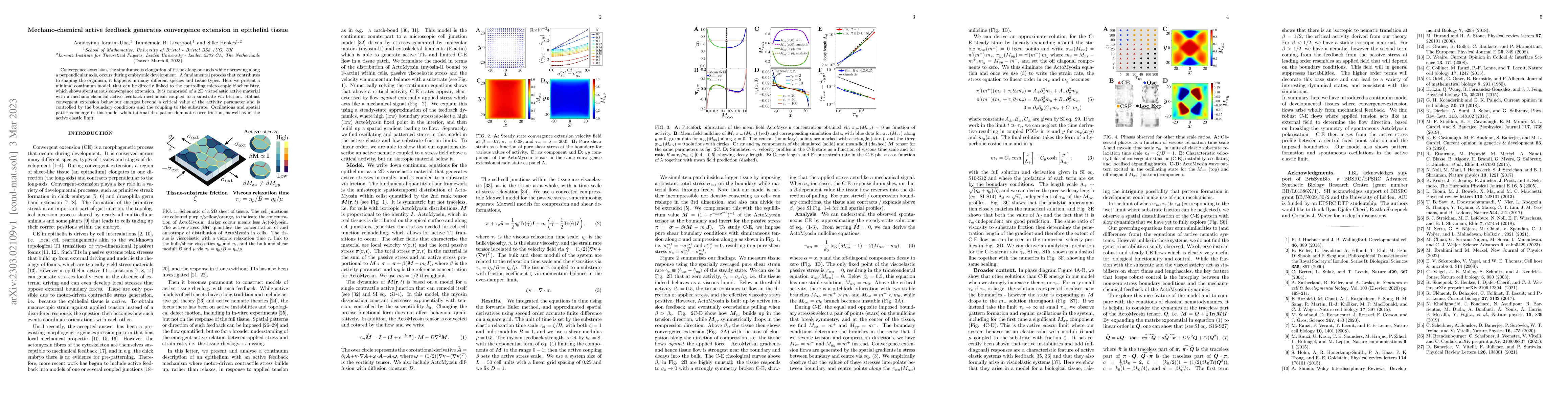 Thumbnail for Mechano-chemical active feedback generates convergence extension in
  epithelial tissue