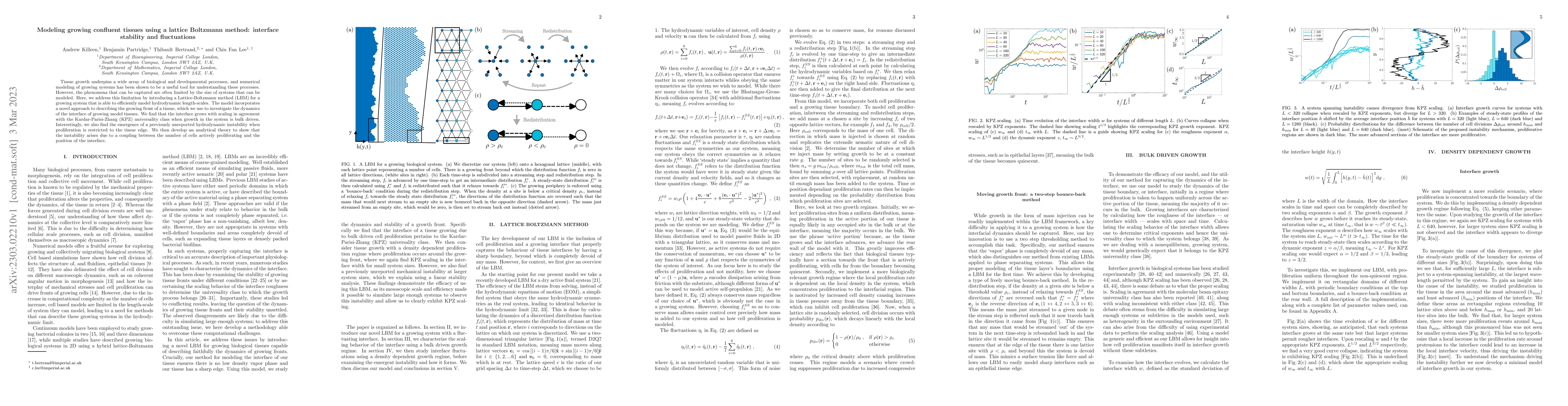 Thumbnail for Modeling growing confluent tissues using a lattice Boltzmann method:
  interface stability and fluctuations