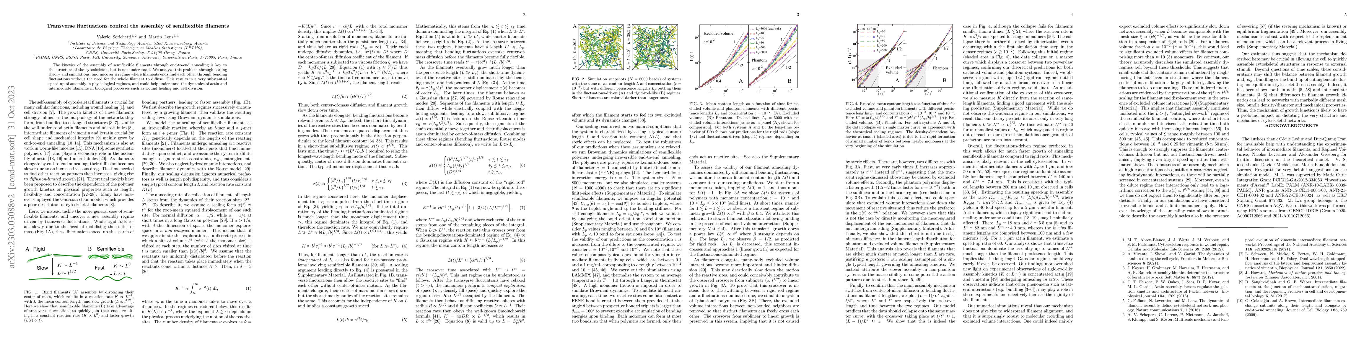 Thumbnail for Transverse fluctuations control the assembly of semiflexible filaments