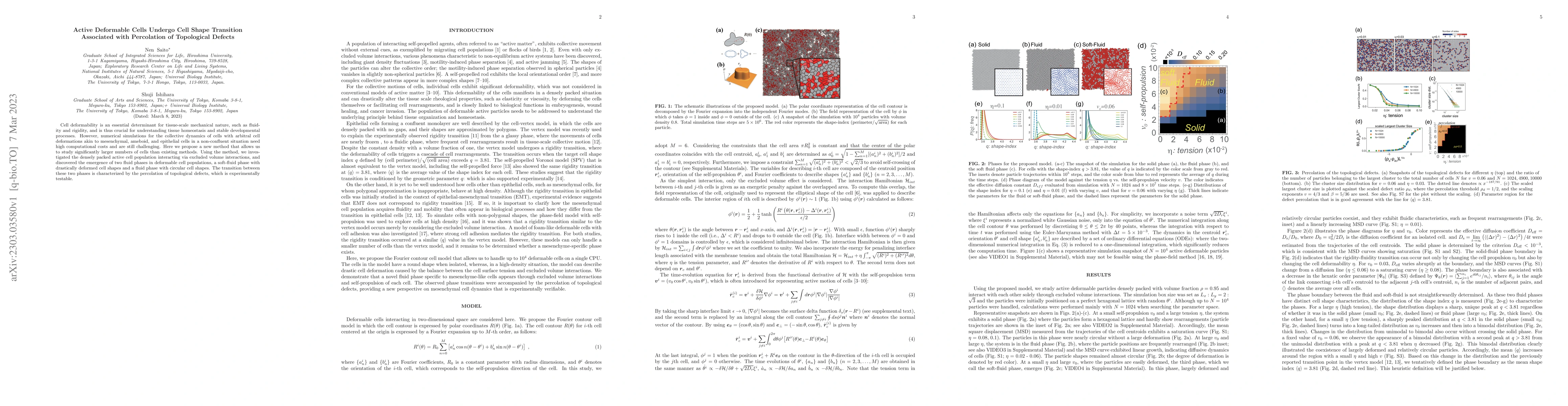 Thumbnail for Active Deformable Cells Undergo Cell Shape Transition Associated with
  Percolation of Topological Defects