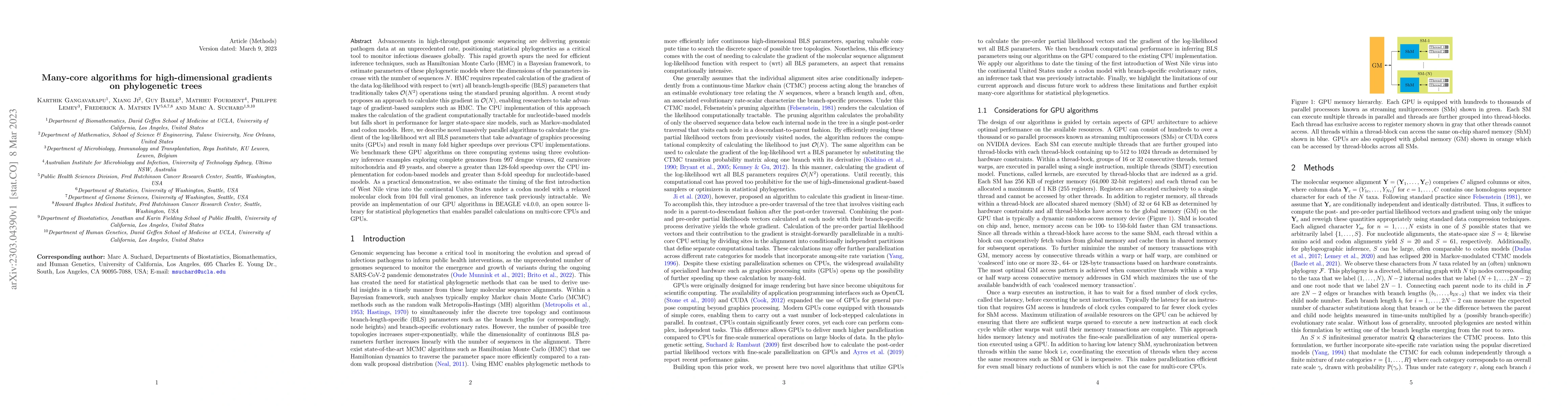 Thumbnail for Many-core algorithms for high-dimensional gradients on phylogenetic
  trees