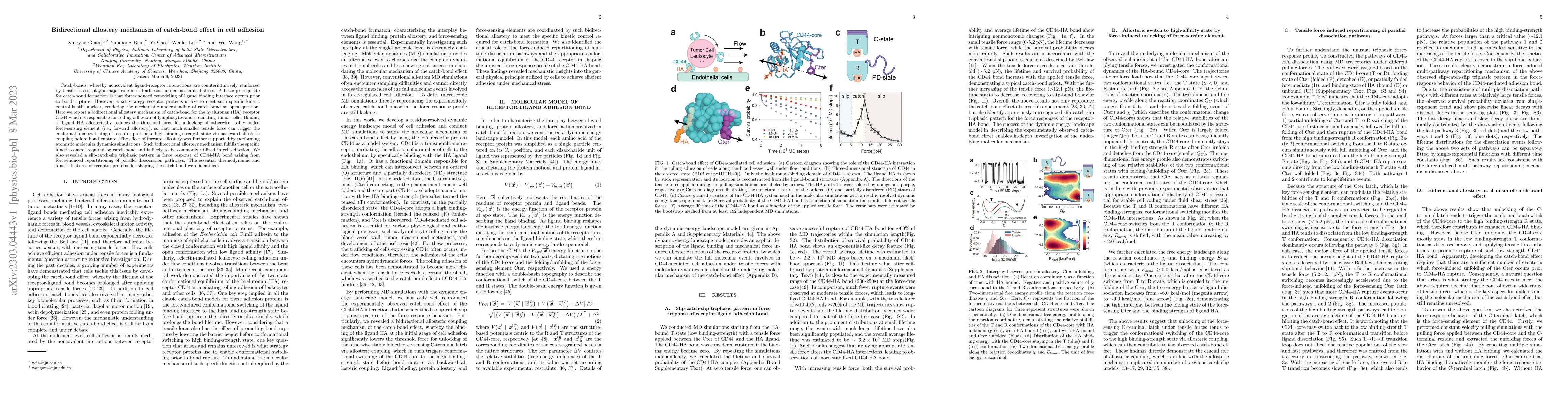 Thumbnail for Bidirectional allostery mechanism of catch-bond effect in cell adhesion