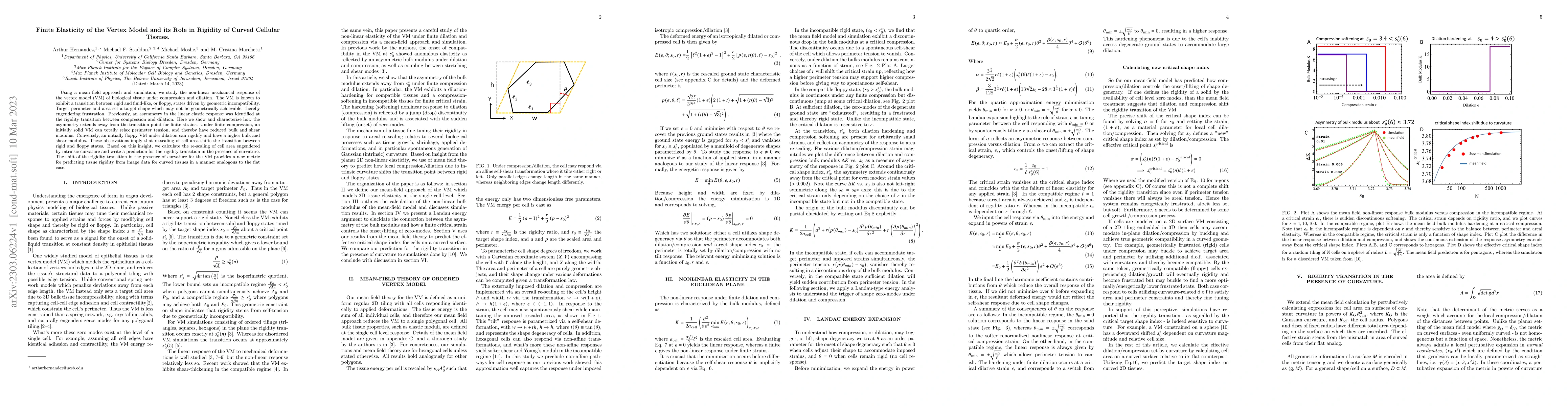 Thumbnail for Finite Elasticity of the Vertex Model and its Role in Rigidity of Curved
  Cellular Tissues