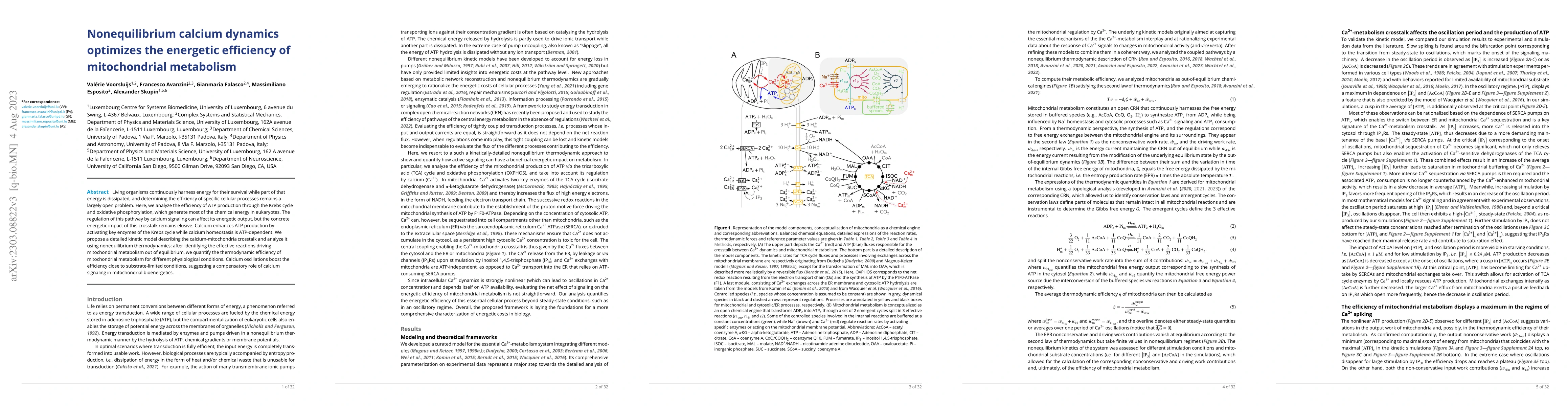 Thumbnail for Nonequilibrium calcium dynamics optimizes the energetic efficiency of
  mitochondrial metabolism