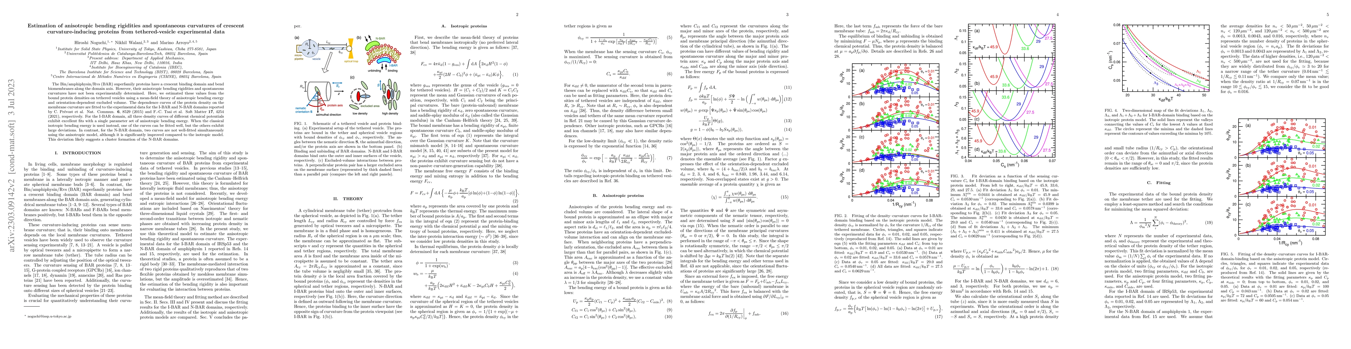 Thumbnail for Estimation of anisotropic bending rigidities and spontaneous curvatures
  of crescent curvature-inducing proteins from tethered-vesicle experimental
  data