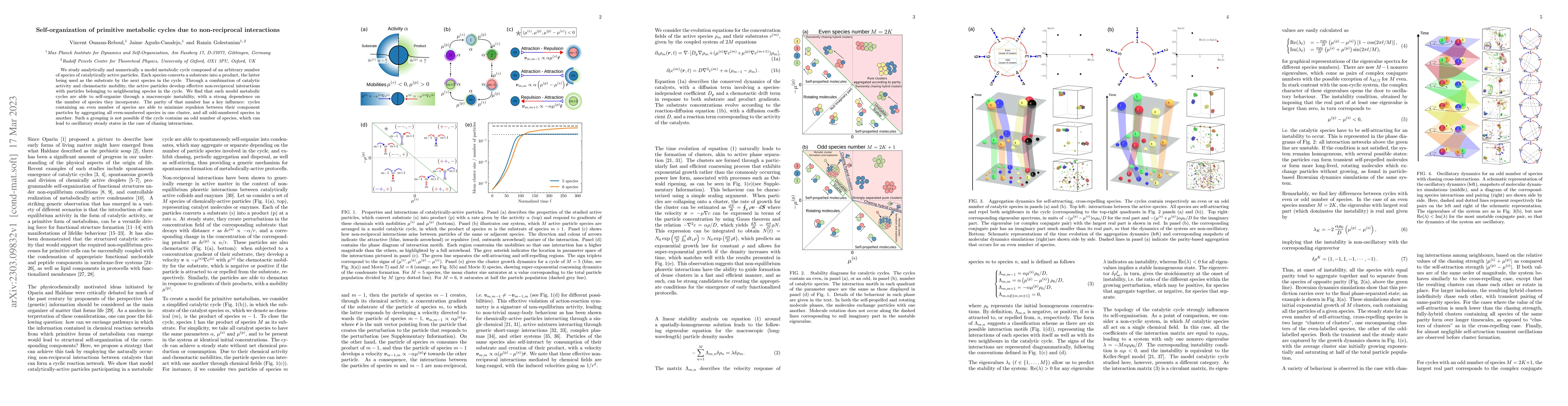 Thumbnail for Self-organization of primitive metabolic cycles due to non-reciprocal
  interactions