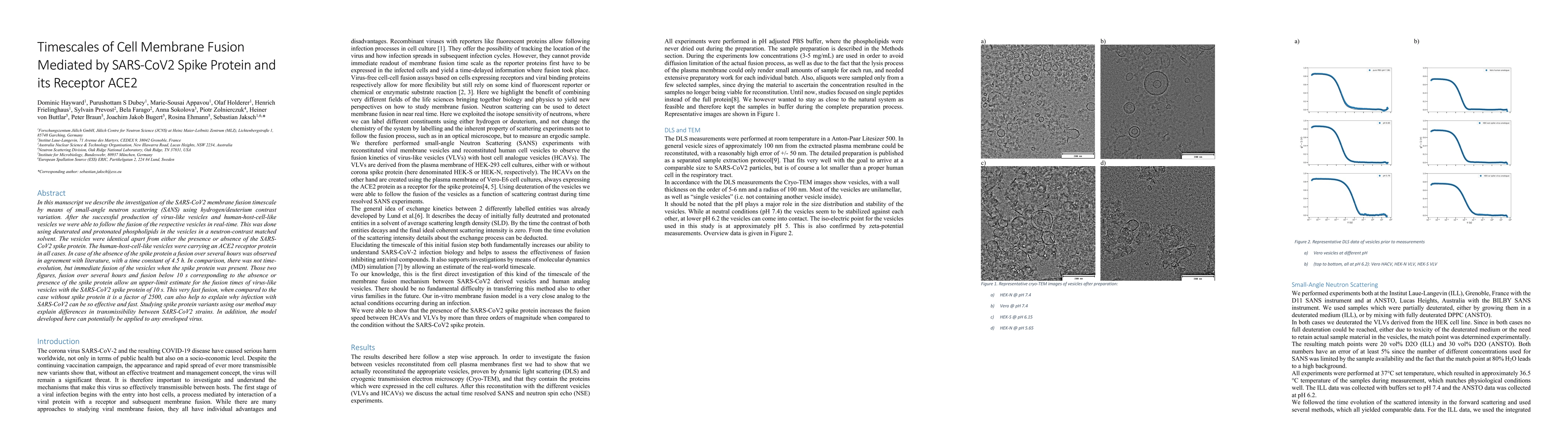 Thumbnail for Timescales of Cell Membrane Fusion Mediated by SARS-CoV2 Spike Protein
  and its Receptor ACE2