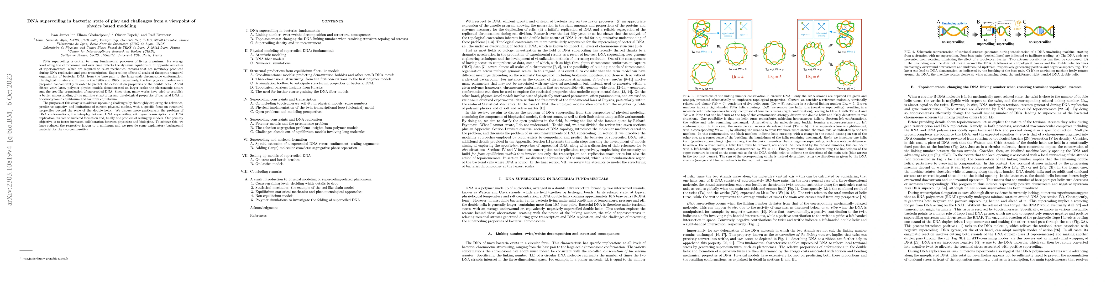 Thumbnail for DNA supercoiling in bacteria: state of play and challenges from a
  viewpoint of physics based modeling