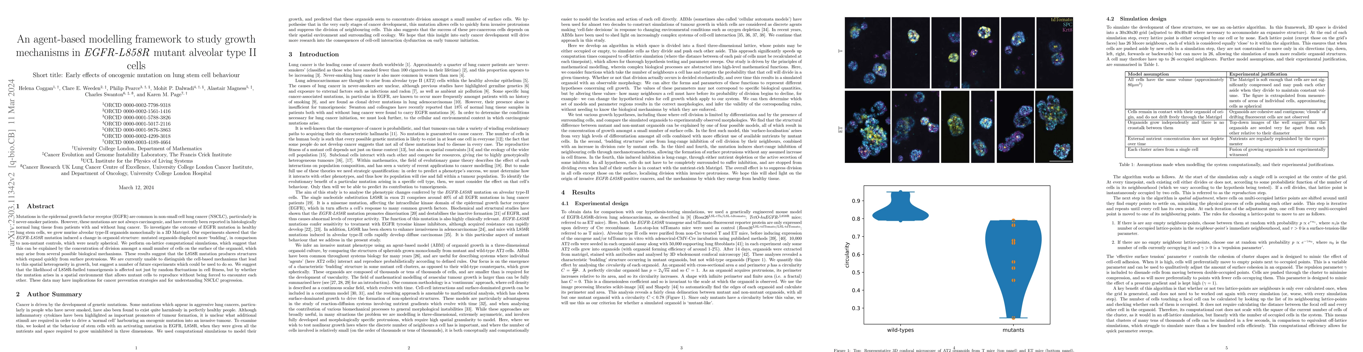 Thumbnail for An agent-based modelling framework to study growth mechanisms in
  EGFR-L858R mutant alveolar type II cells