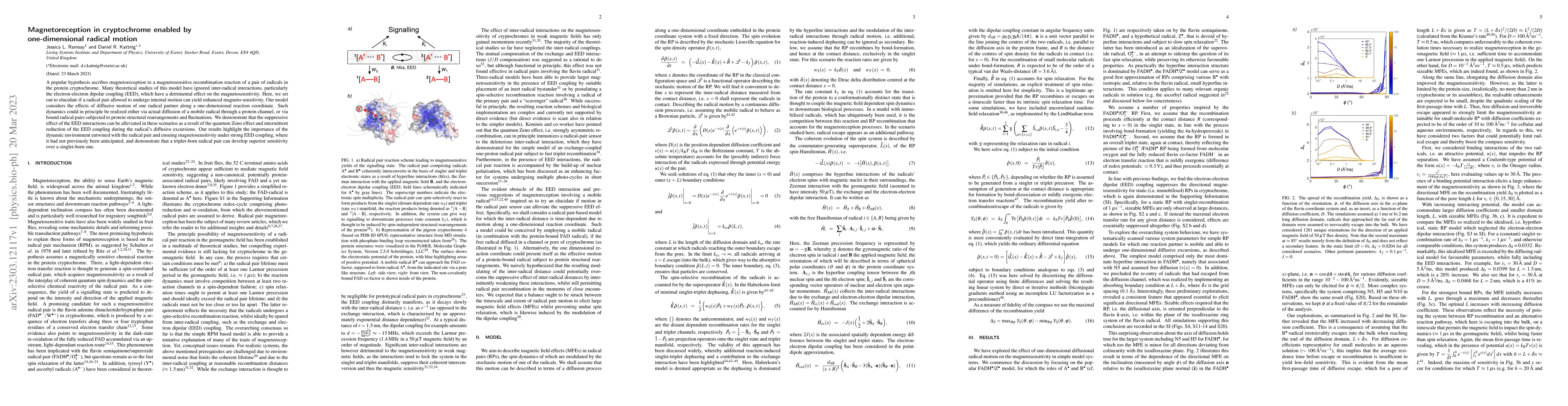 Thumbnail for Magnetoreception in cryptochrome enabled by one-dimensional radical
  motion