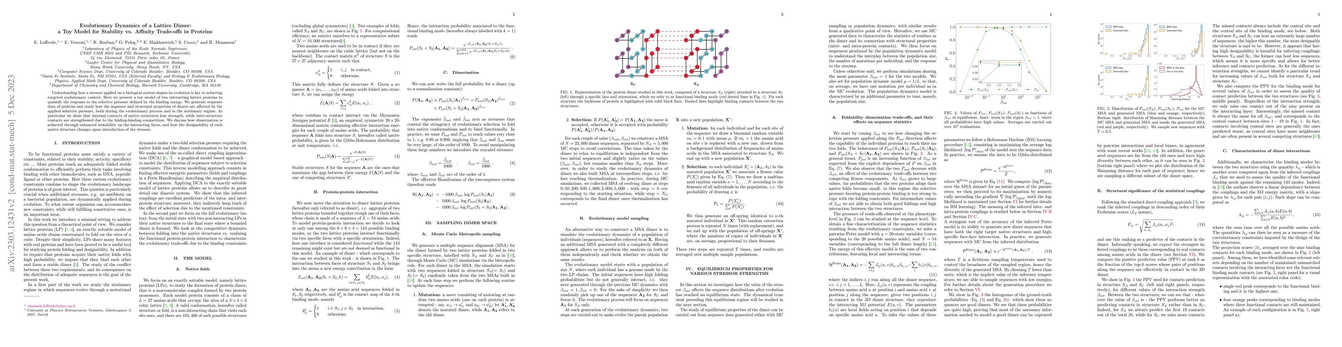 Thumbnail for Evolutionary Dynamics of a Lattice Dimer: a Toy Model for Stability vs.
  Affinity Trade-offs in Proteins