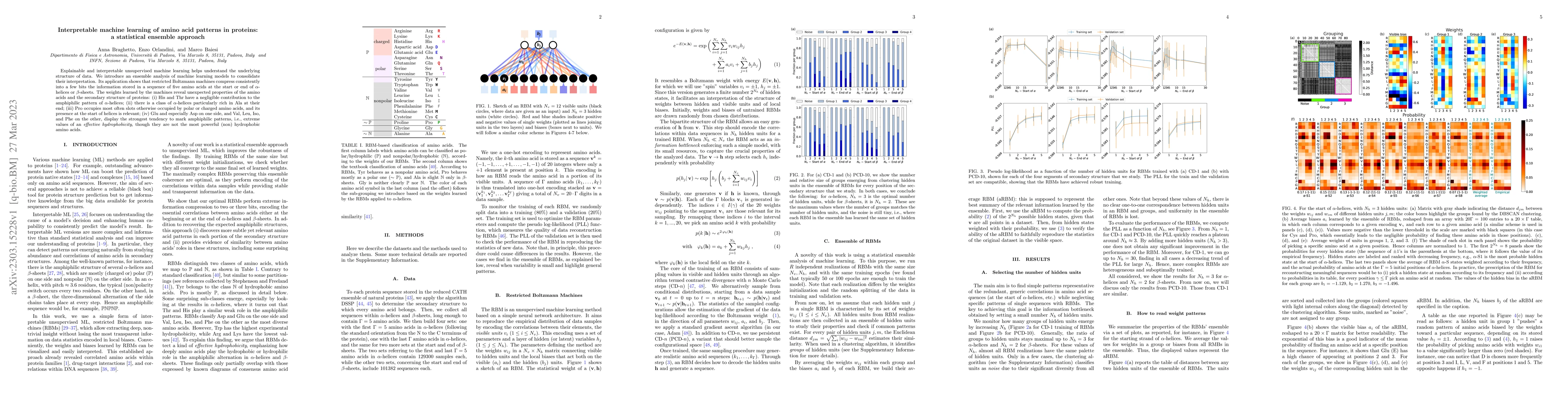 Thumbnail for Interpretable machine learning of amino acid patterns in proteins: a
  statistical ensemble approach