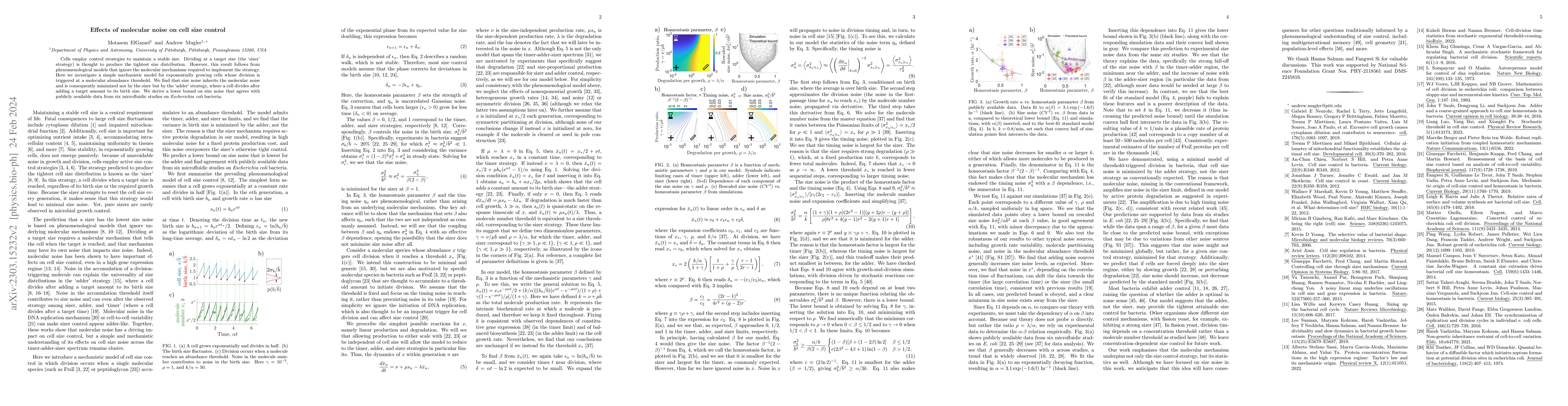 Thumbnail for Effects of molecular noise on cell size control