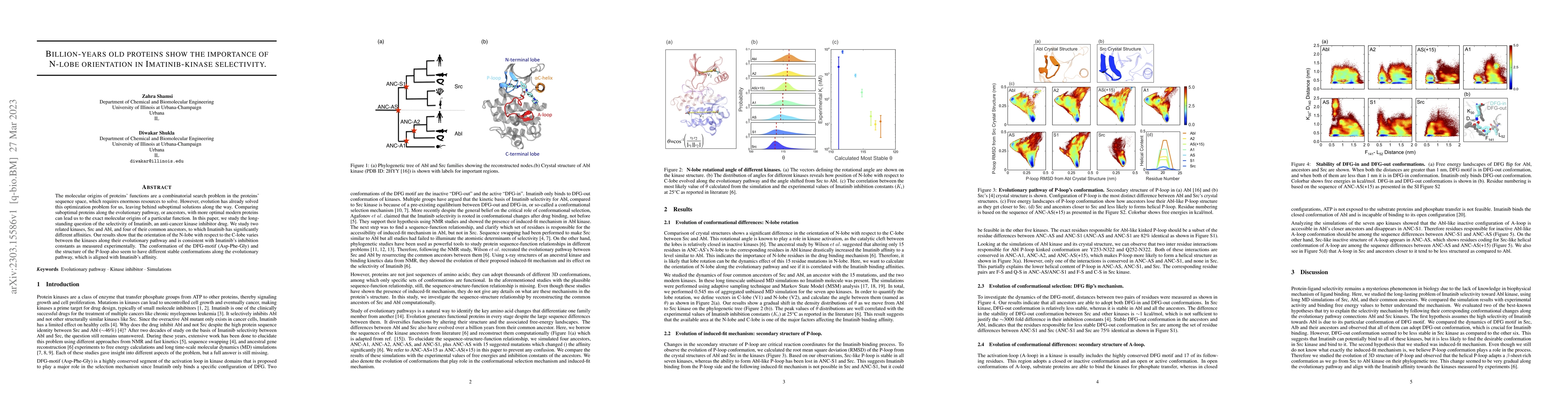 Thumbnail for Billion-years old proteins show the importance of N-lobe orientation in
  Imatinib-kinase selectivity