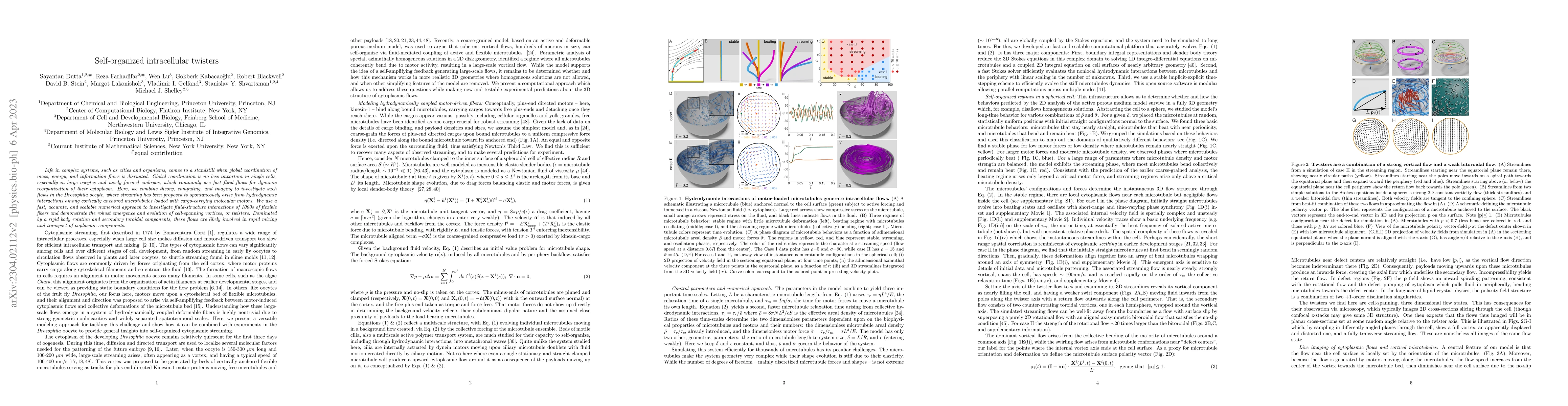 Thumbnail for Self-organized intracellular twisters