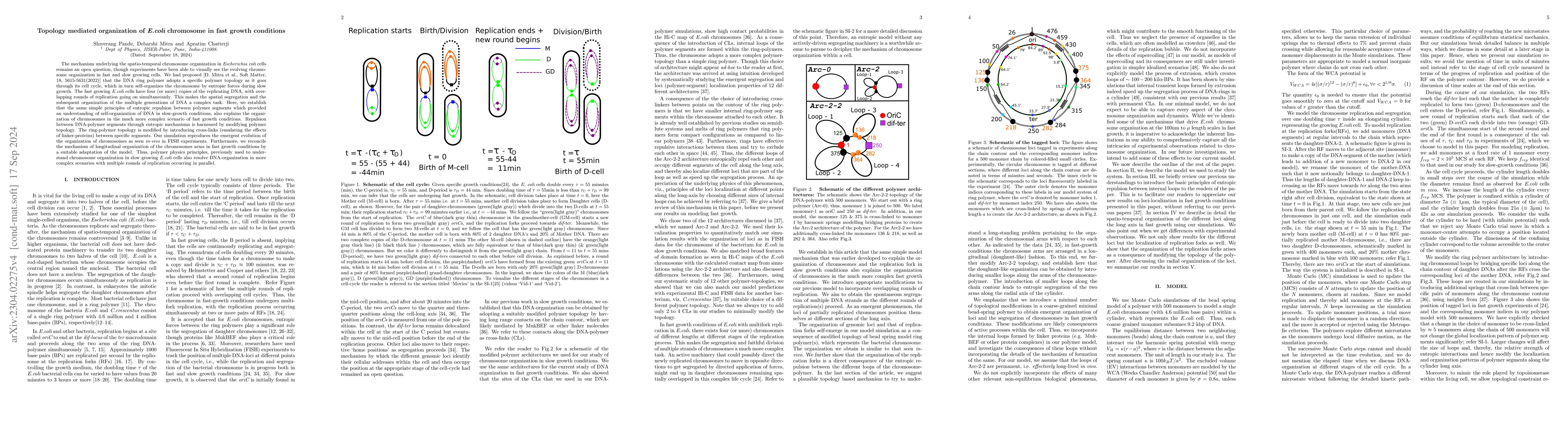 Thumbnail for Topology mediated organization of E.coli chromosome in fast growth
  conditions