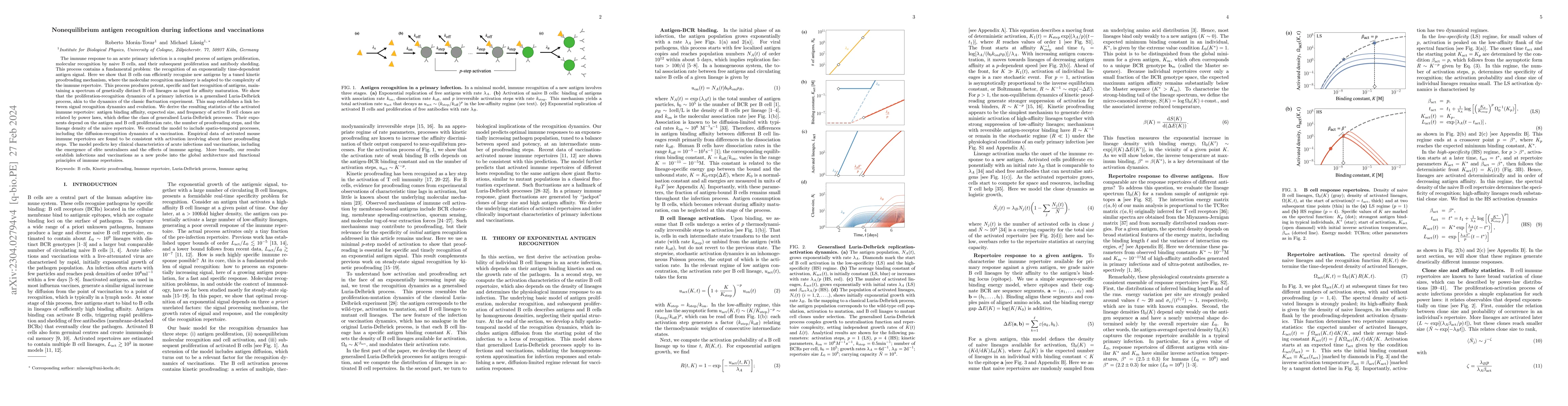 Thumbnail for Nonequilibrium antigen recognition during infections and vaccinations