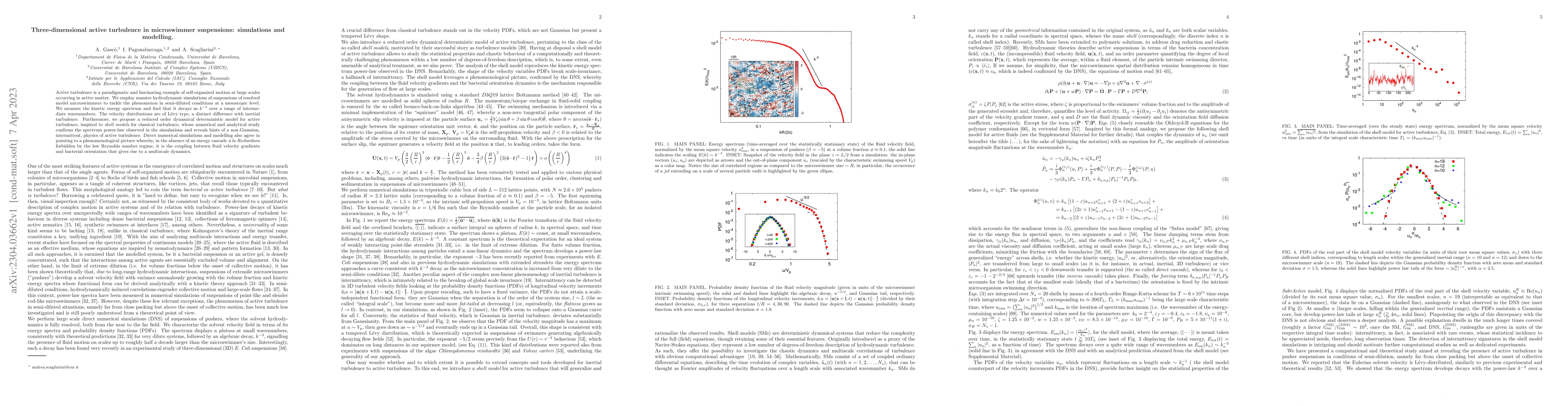 Thumbnail for Three-dimensional active turbulence in microswimmer suspensions:
  simulations and modelling