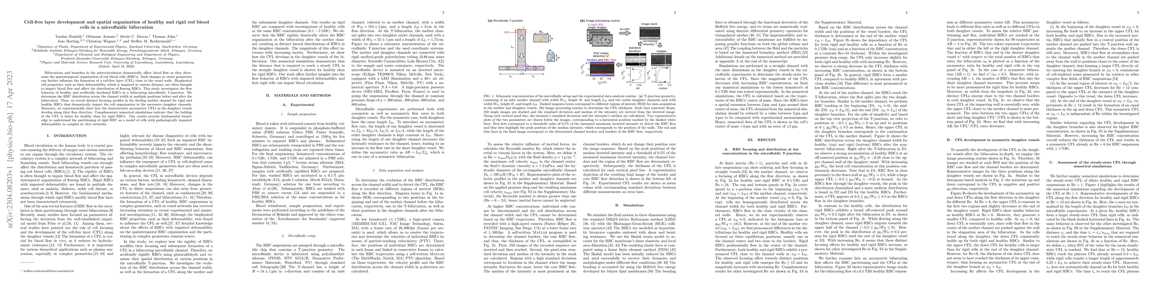 Thumbnail for Cell-free layer development and spatial organization of healthy and
  rigid red blood cells in a microfluidic bifurcation