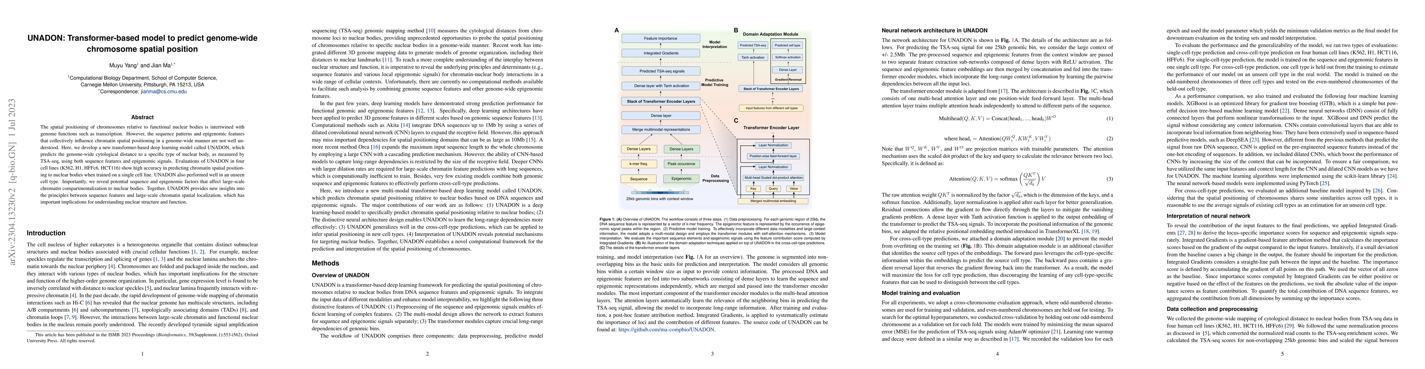 Thumbnail for UNADON: Transformer-based model to predict genome-wide chromosome
  spatial position