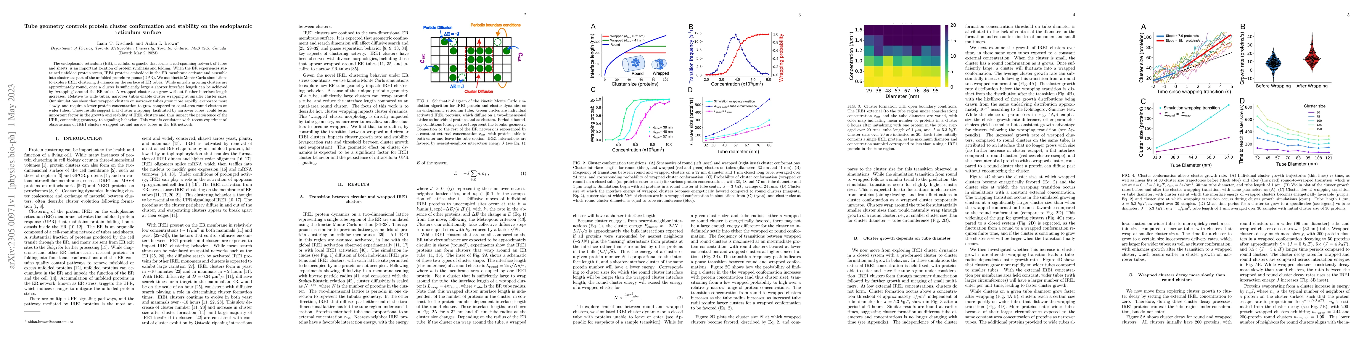 Thumbnail for Tube geometry controls protein cluster conformation and stability on the
  endoplasmic reticulum surface