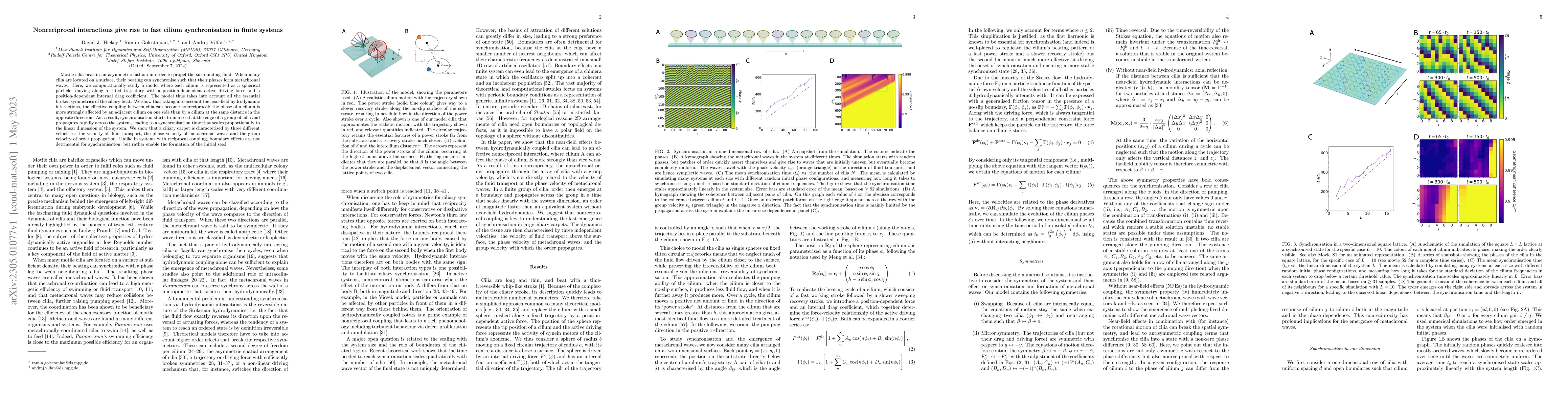 Thumbnail for Nonreciprocal interactions give rise to fast cilium synchronisation in
  finite systems