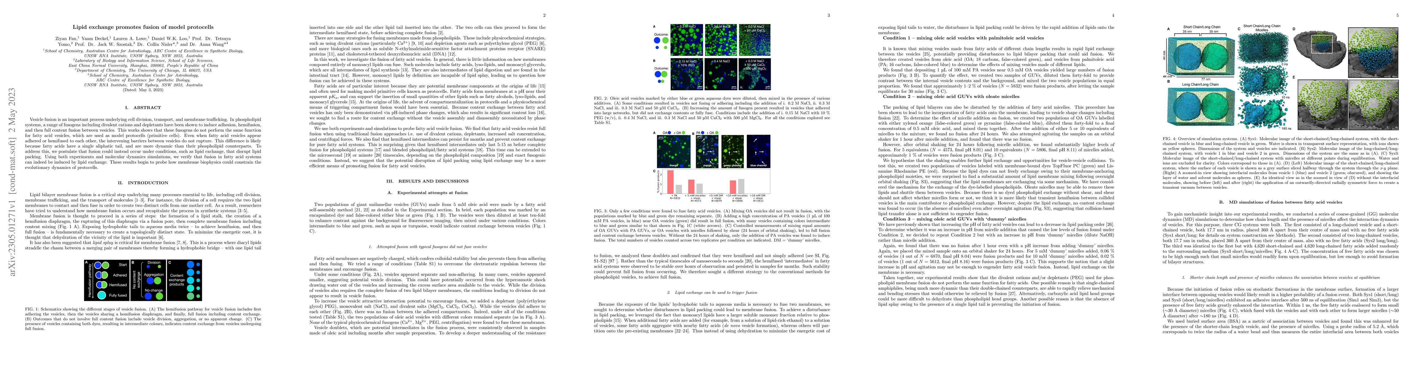 Thumbnail for Lipid exchange promotes fusion of model protocells